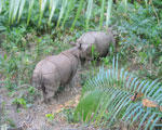 Jungle Safari