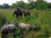 Jungle Safari in Nepal